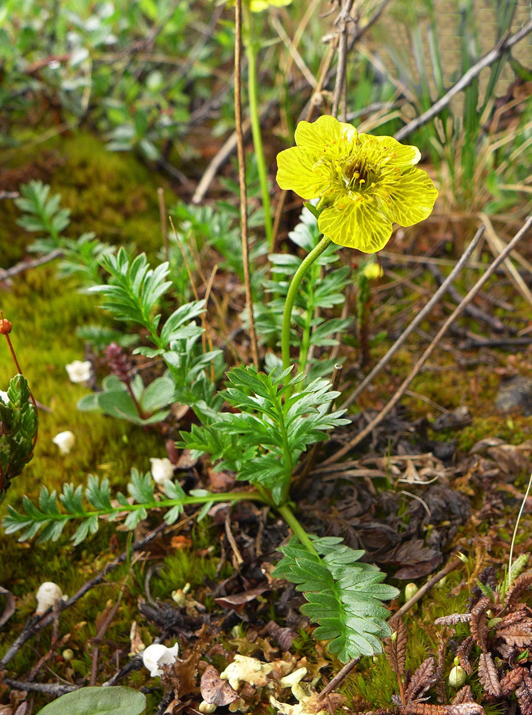 Image of Acomastylis rossii specimen.