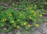 Coronilla coronata. Цветущие растения. Крым, Бахчисарайский р-н, гора Тепе-Кермен, опушка дубового леса. 09.06.2016.