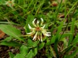 Trifolium repens