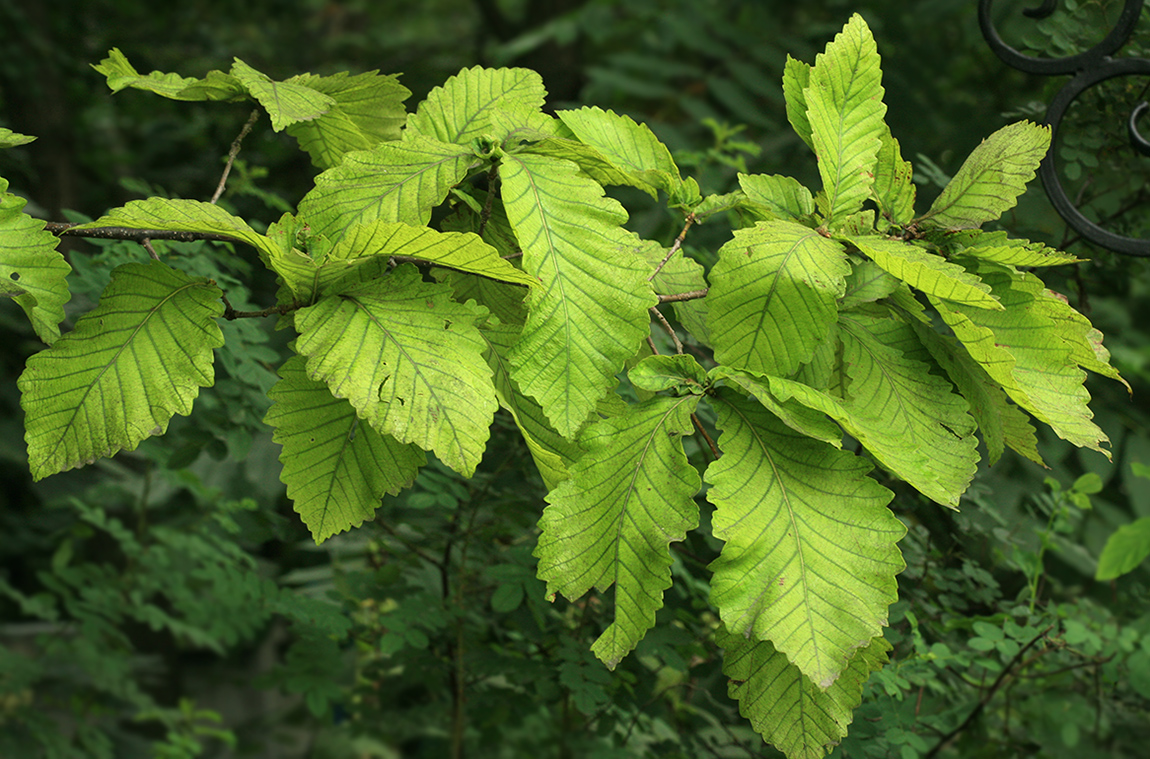 Изображение особи Quercus crispula.