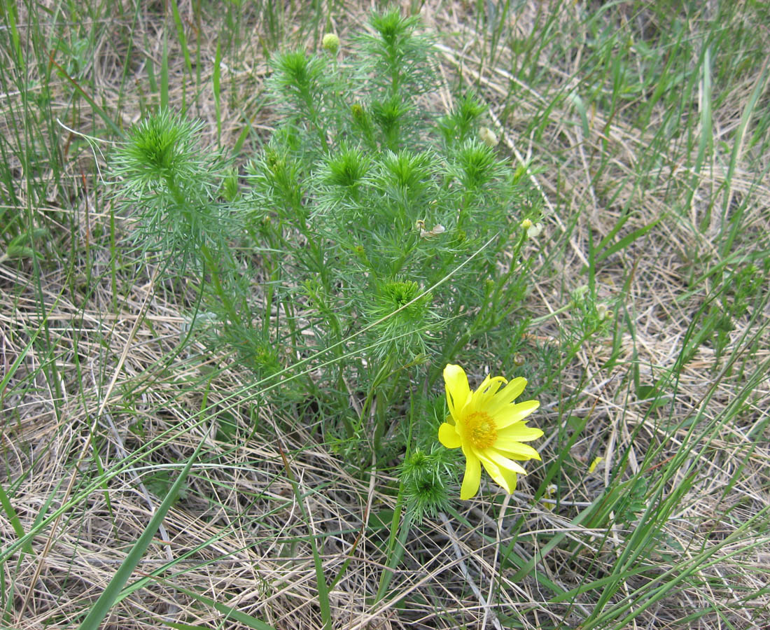 Image of Adonis vernalis specimen.