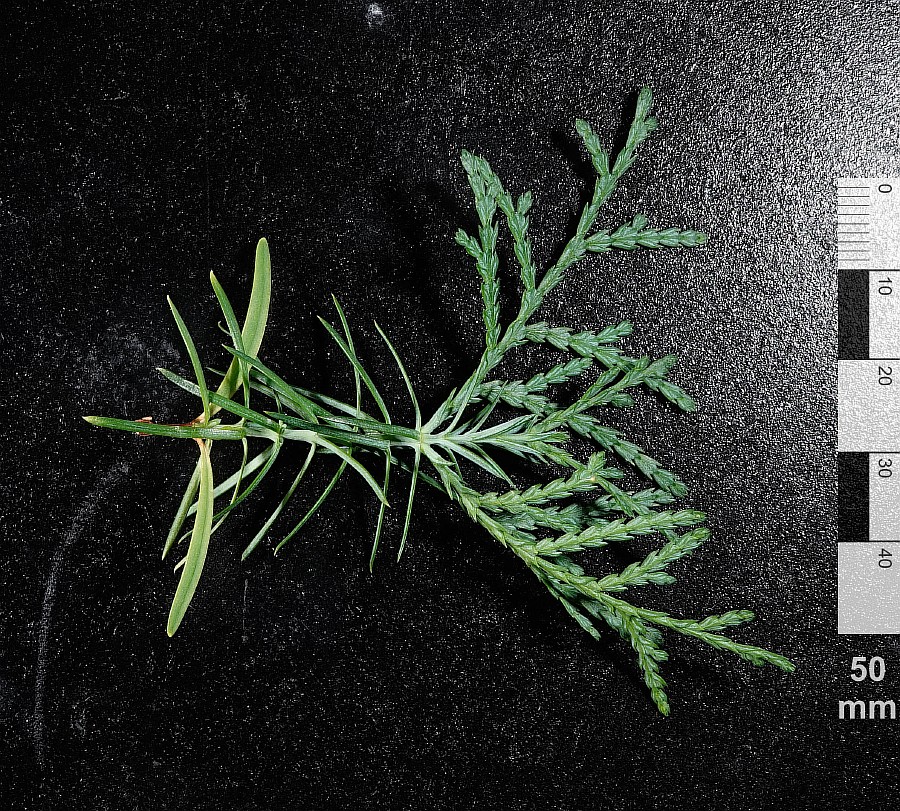 Image of Thuja sutchuenensis specimen.