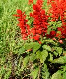 Salvia splendens