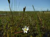 Ranunculus pallasii. Цветущее растение. Магаданская обл., Ольский р-н, Ольское шоссе, сфагновая мочажина в осоково-пущицевой кочкарной тундре. 03.07.2013.