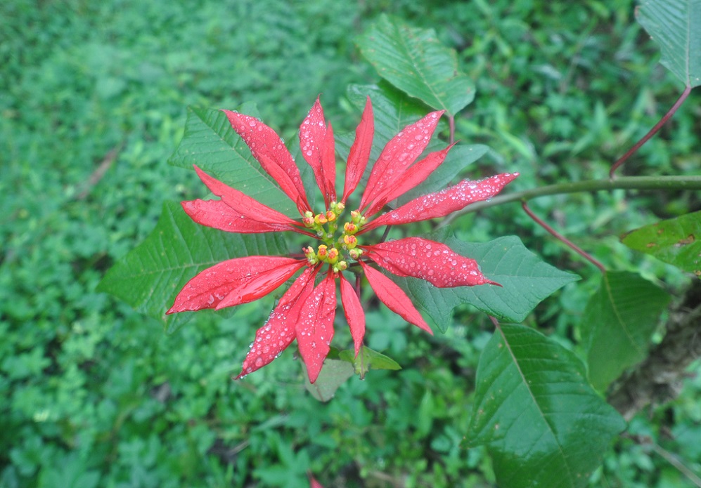 Image of Euphorbia pulcherrima specimen.