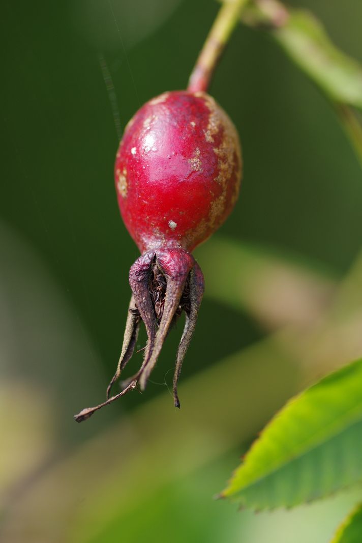 Image of Rosa pendulina specimen.