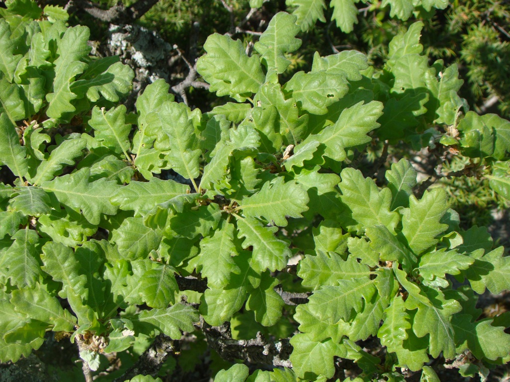 Изображение особи Quercus pubescens.