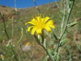 Chondrilla aspera. Соцветия. Южный Казахстан, Сырдарьинский Каратау, горы Улькунбурултау, сухая степь на мелкоземе, выс. 900 м н.у.м. 28 июня 2016 г.