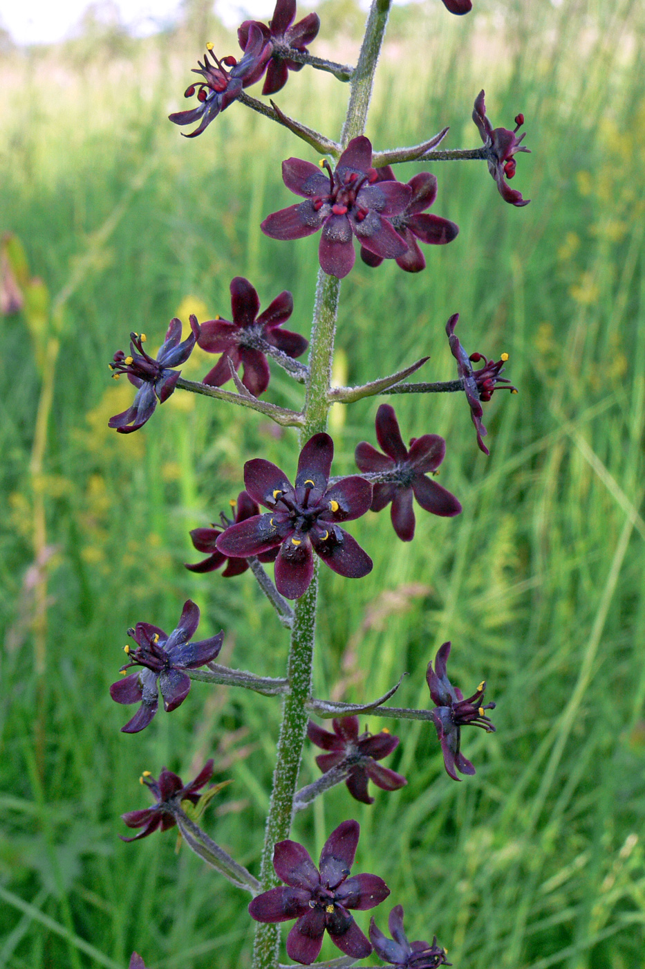 Изображение особи Veratrum maackii.