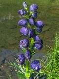 Aconitum firmum. Соцветие. Украина, Закарпатская обл., Раховский р-н, хр. Черногора, берег горного озера, 1800 м н.у.м. 16 июля 2007 г.