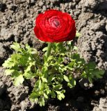 View full-size image Ranunculus asiaticus