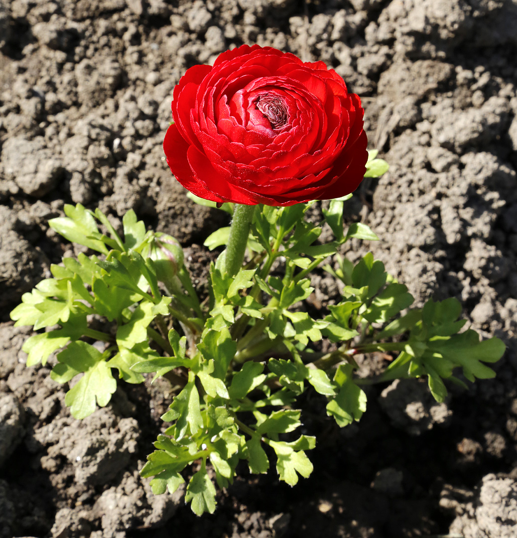 Изображение особи Ranunculus asiaticus.