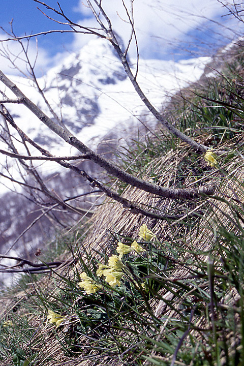 Image of Primula ruprechtii specimen.