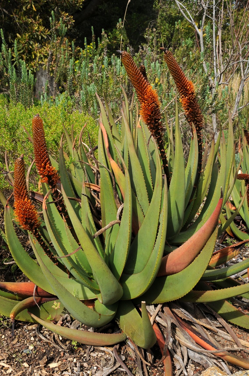 Image of Aloe castanea specimen.