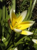 Tulipa tarda