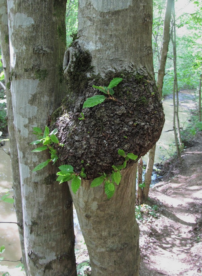 Изображение особи Carpinus betulus.