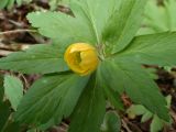 Anemone ranunculoides. Верхушка побега с распускающимся цветком. Тверская обл., окр. г. Дубна, правый берег р. Дубна, смешанный лес. 01.05.2017.