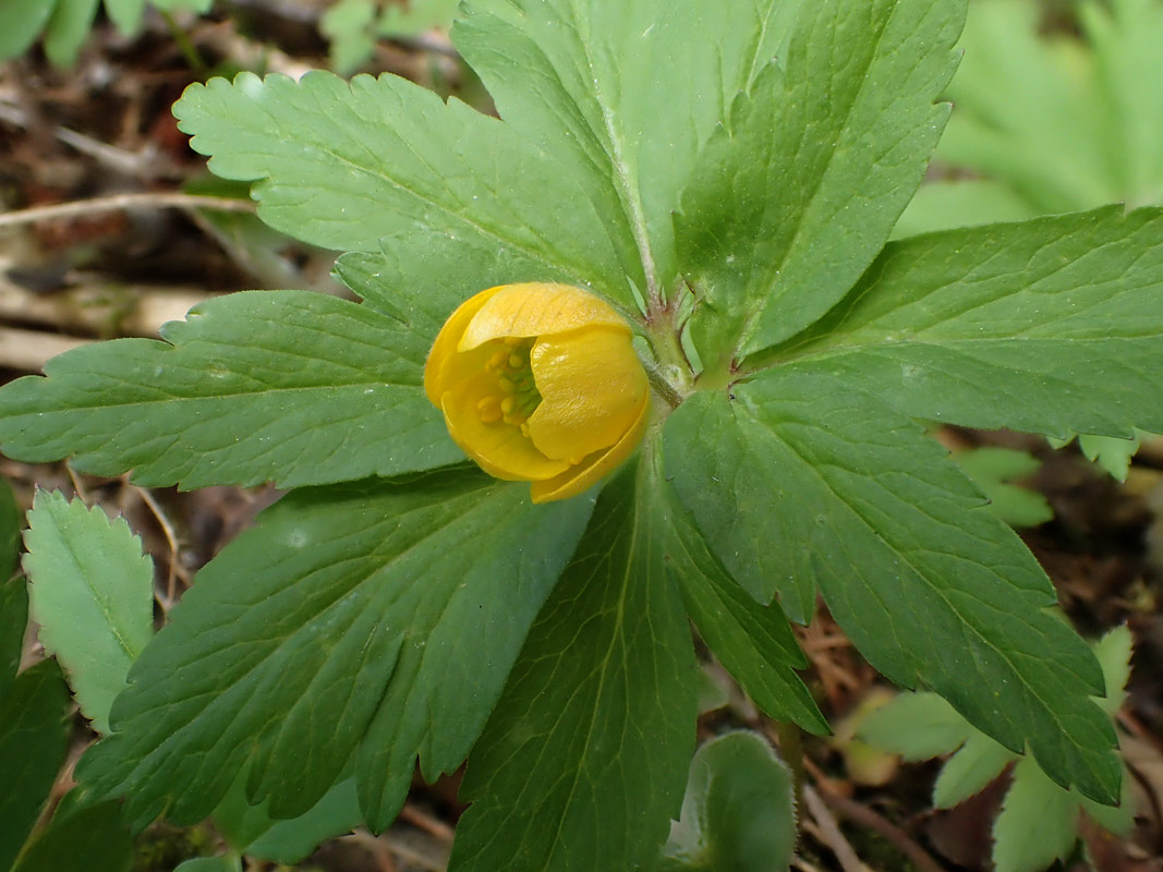 Изображение особи Anemone ranunculoides.