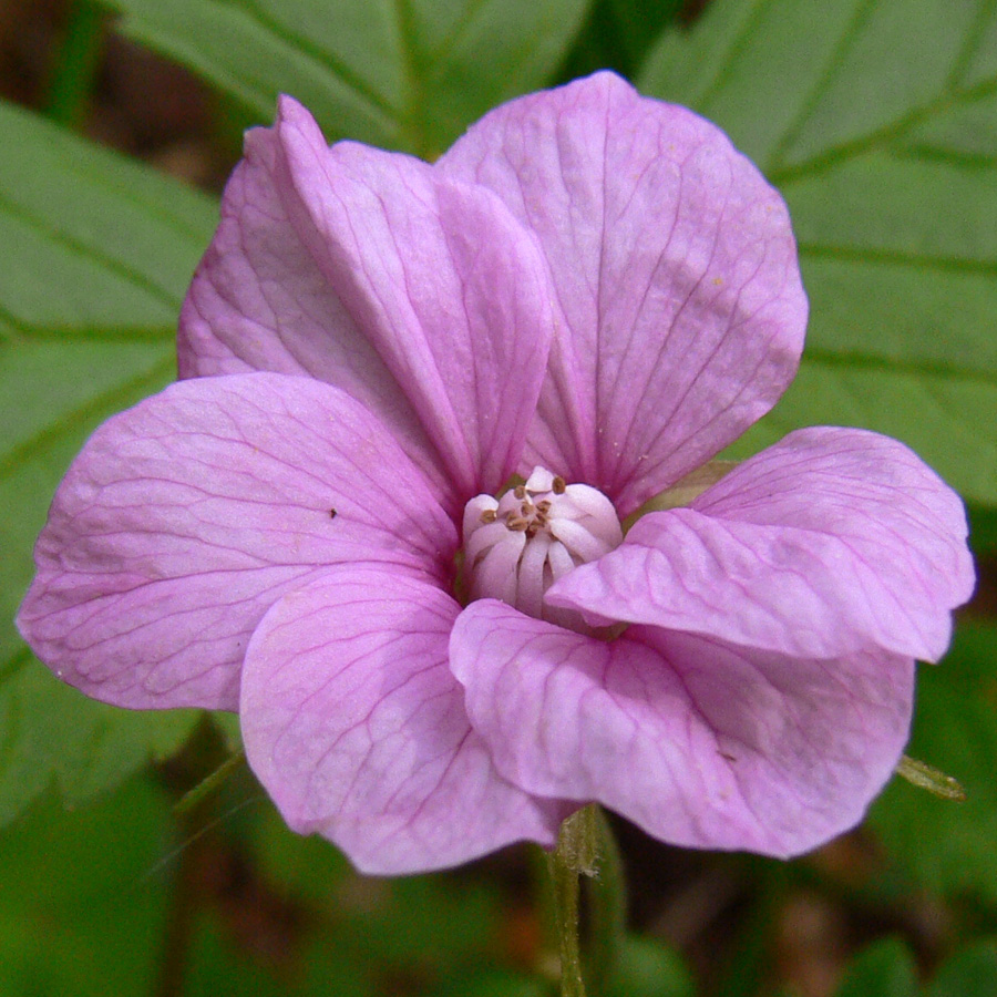 Изображение особи Rubus arcticus.