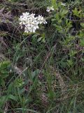 Cerasus fruticosa. Цветущее растение высотой около 30 см. Ульяновск, Заволжский р-н, Парк им. 40-летия ВЛКСМ, поляна на месте погибших в 2010 году сосен. 21.05.2017.