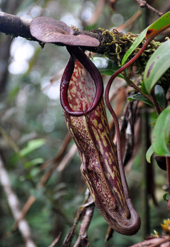 Изображение особи Nepenthes sanguinea.