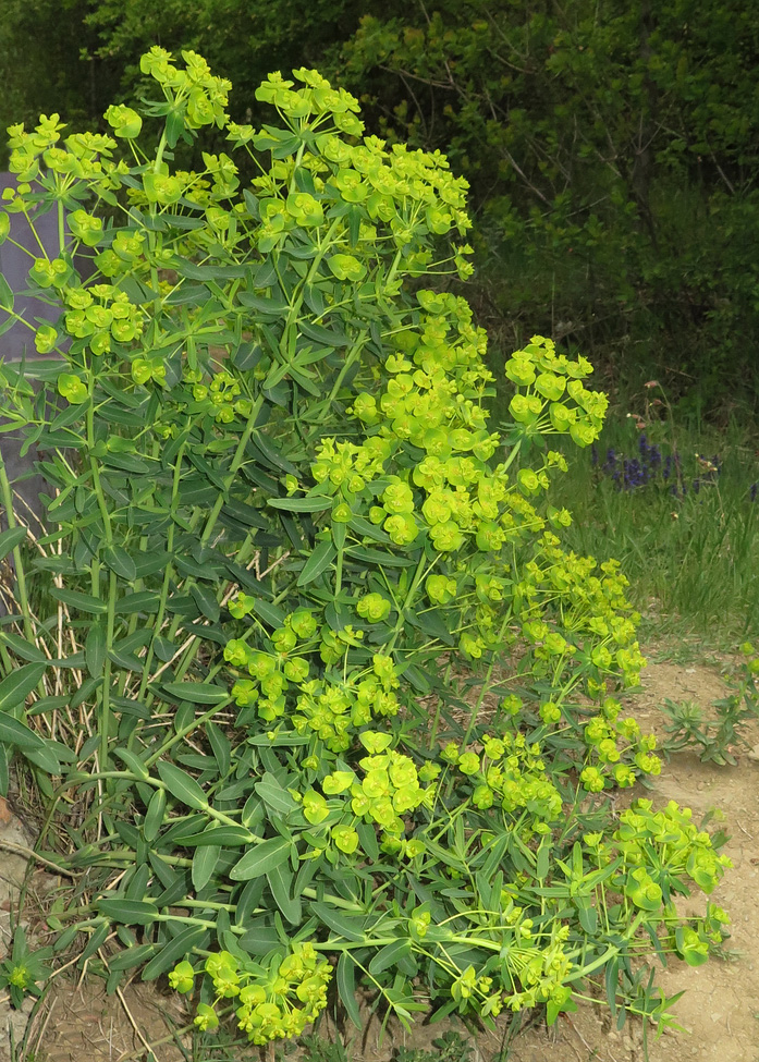 Изображение особи Euphorbia iberica.