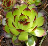 Sempervivum tectorum