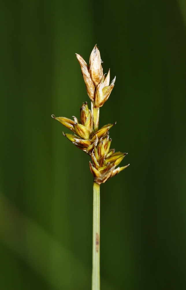 Image of Carex pseudocuraica specimen.