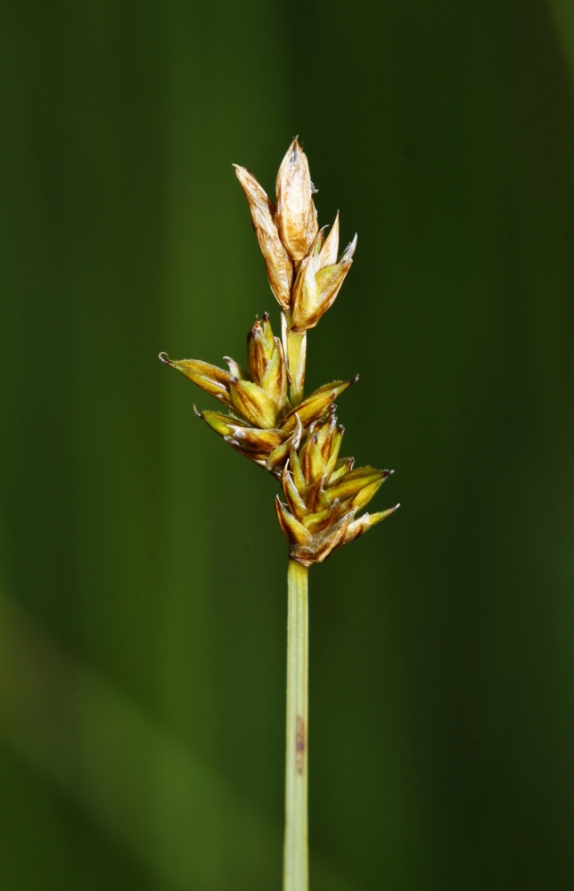 Изображение особи Carex pseudocuraica.