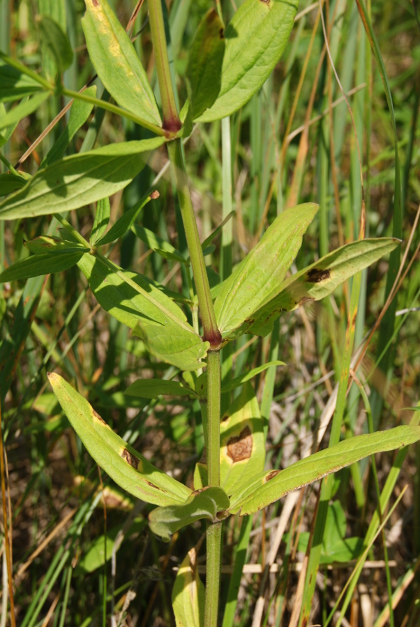 Изображение особи Galium physocarpum.