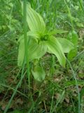 Epipactis helleborine