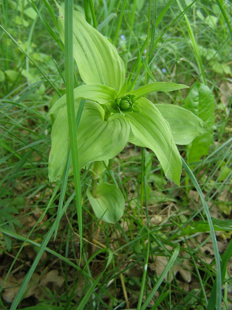 Изображение особи Epipactis helleborine.