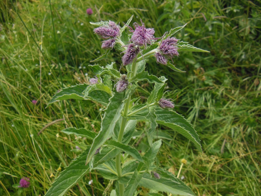 Image of Mentha longifolia specimen.