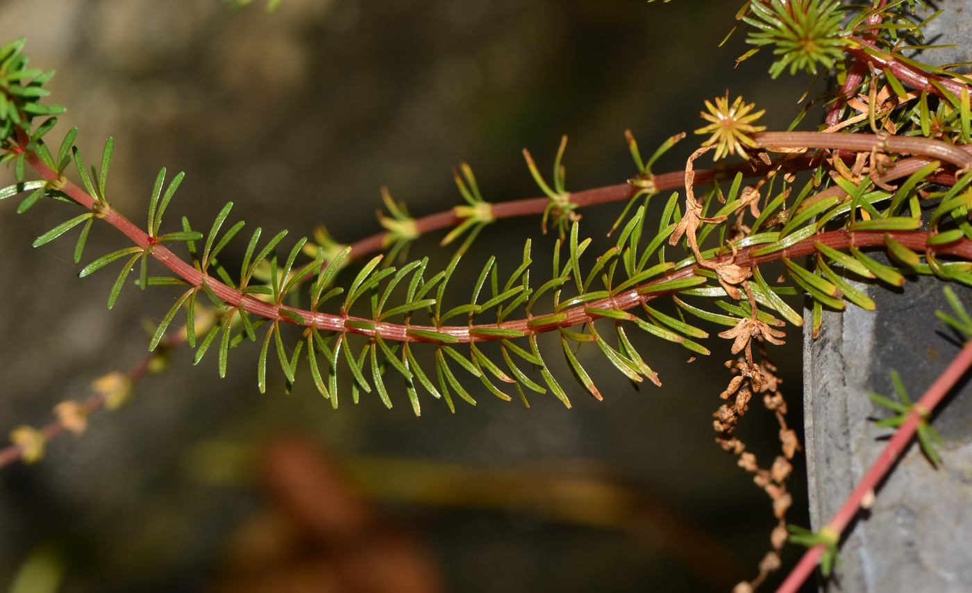 Изображение особи Rotala wallichii.