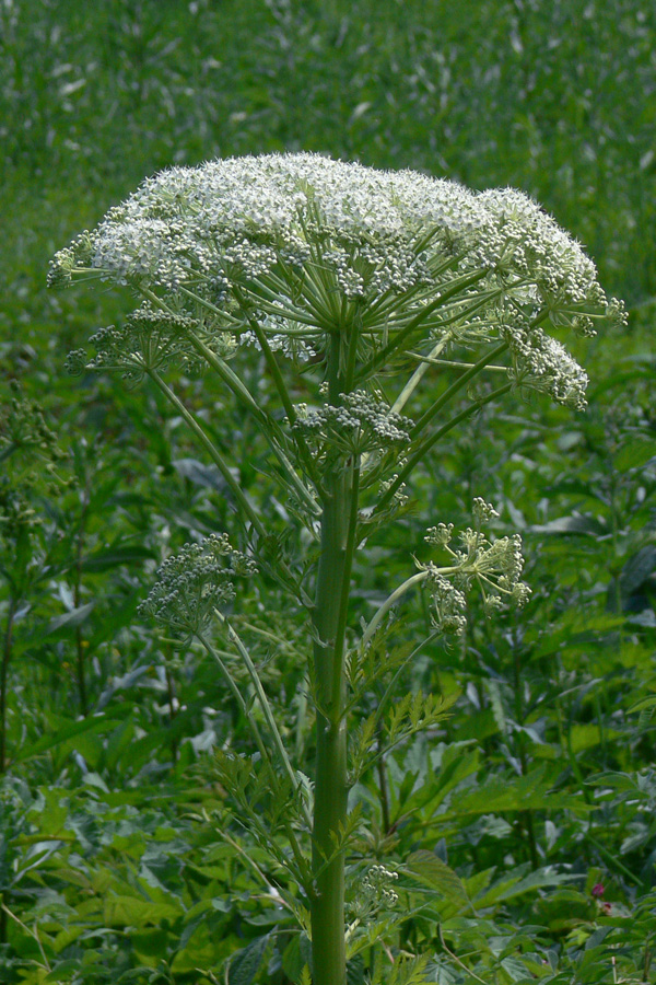 Изображение особи Pleurospermum uralense.