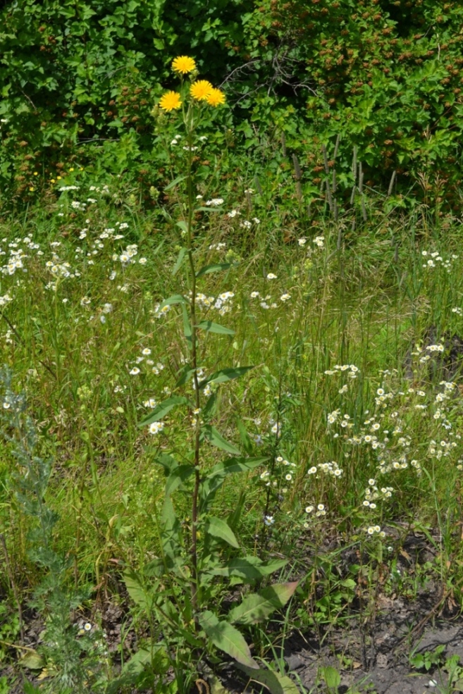Image of Picris hieracioides specimen.