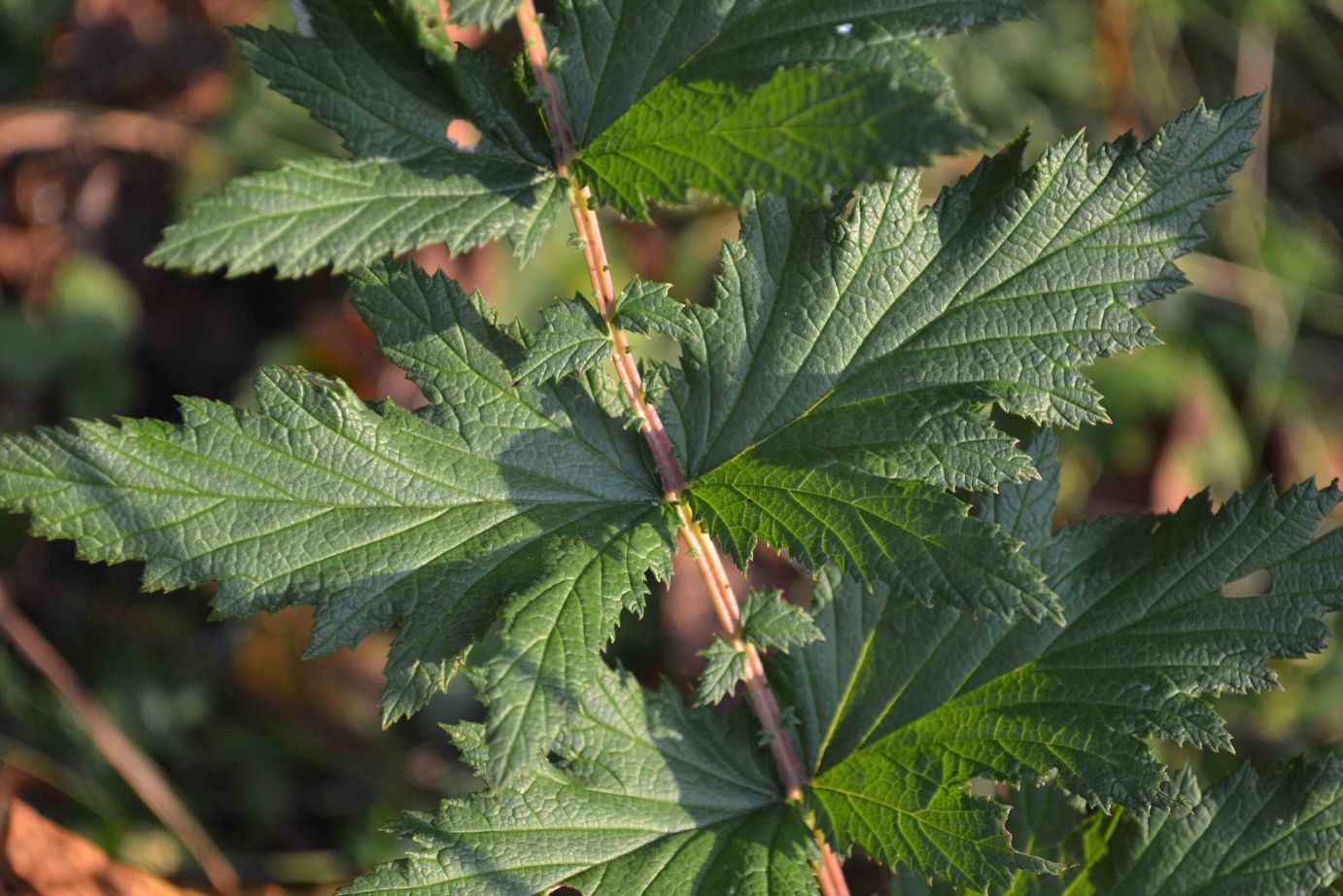 Изображение особи Filipendula stepposa.