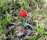 Tulipa micheliana