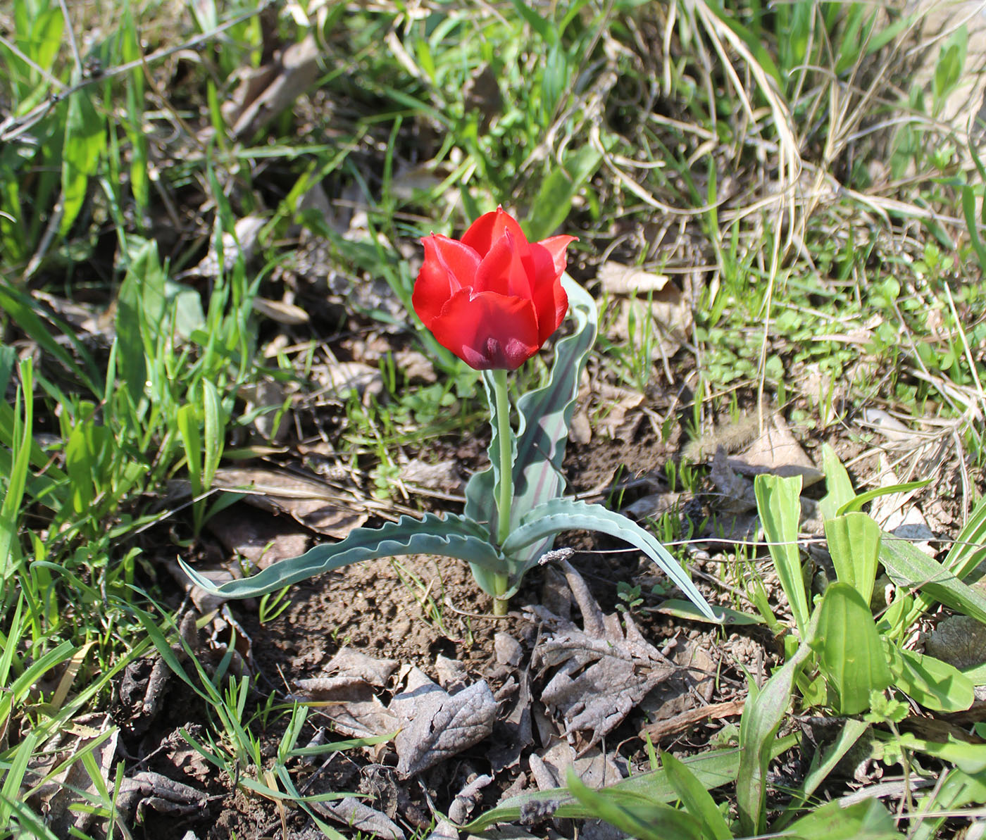 Изображение особи Tulipa micheliana.