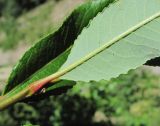 Salix kazbekensis