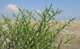 Salicornia perennans