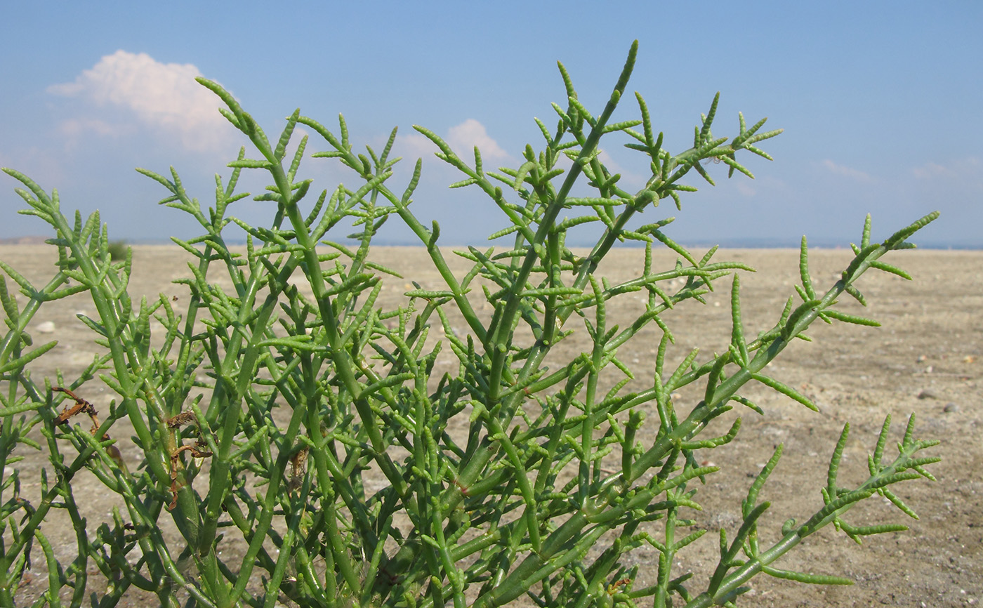 Изображение особи Salicornia perennans.