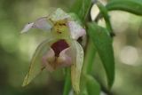 Epipactis helleborine. Цветок. Тверская обл., Кимрский р-н, смешанный лес. 16.08.2017.