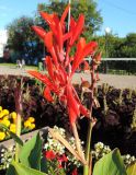 Canna indica