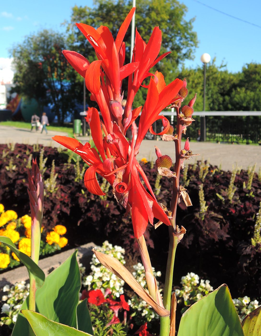 Image of Canna indica specimen.