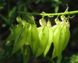 Astragalus propinquus