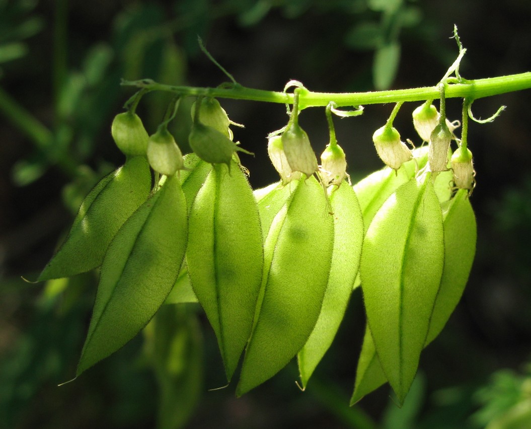 Image of Astragalus propinquus specimen.