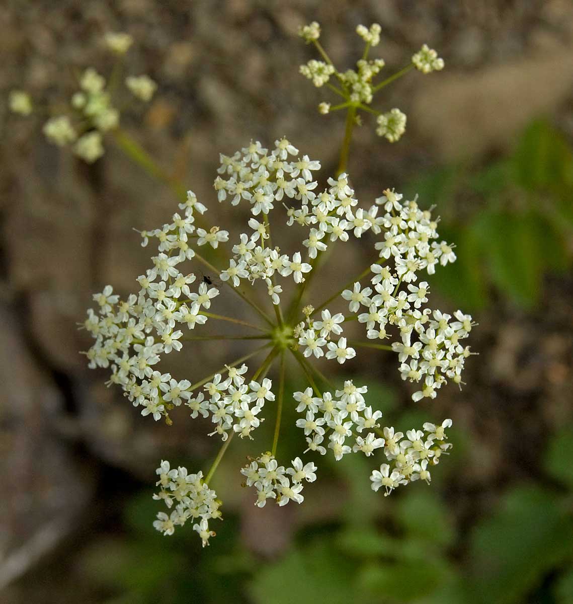 Изображение особи Pimpinella nigra.