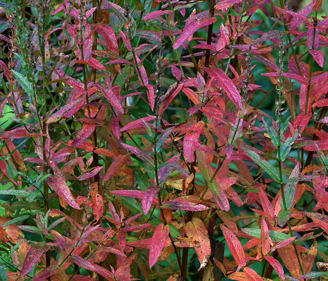 Image of Lythrum salicaria specimen.