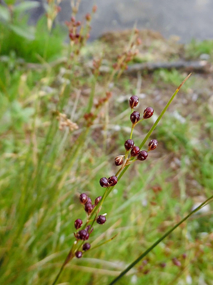 Изображение особи Juncus compressus.